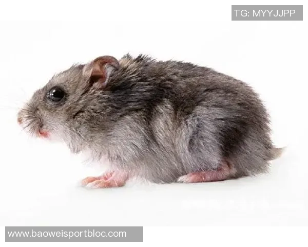 库尔图瓦谈老鼠事件表示绝不会伤害小动物将其安全放生